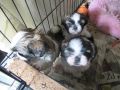 Kleinanzeige Herzensbrecher Shih Tzu suchen einen neuen Dosenöffner